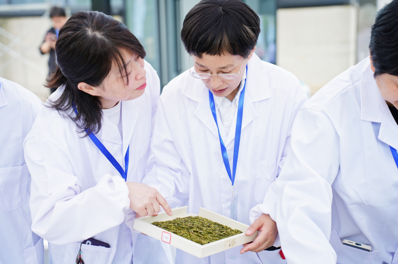 关于茶韵千年 谁主沉浮 大佛龙井精品茶斗出“茶中状元”的信息(2)