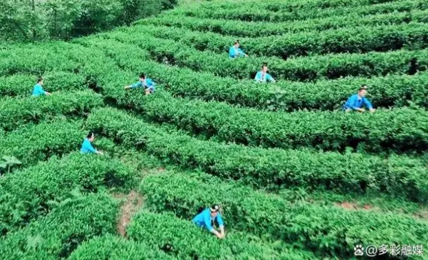 有关于贵州黎平:茶颜悦春色春日采摘忙的新闻