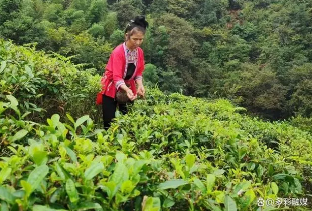 有关于贵州黎平:茶颜悦春色春日采摘忙的新闻(1)
