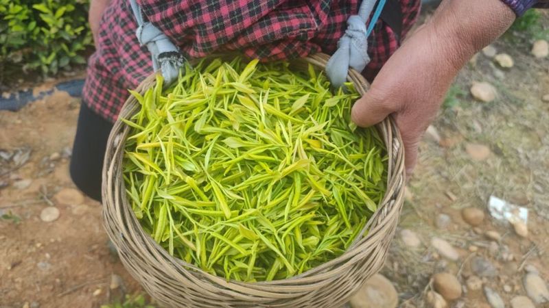 关于“金叶”铺就夹江茶农共富路的最新消息(1)