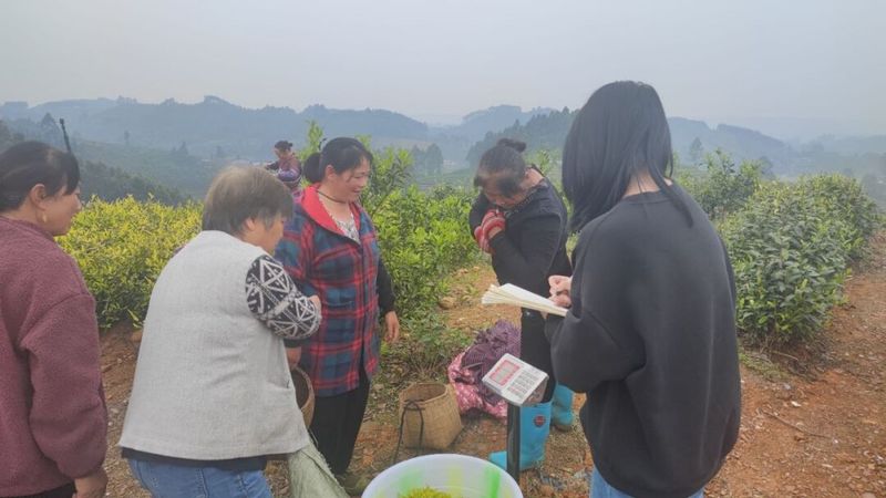 关于“金叶”铺就夹江茶农共富路的最新消息