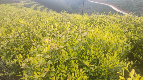 关于“金叶”铺就夹江茶农共富路的最新消息(4)