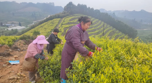关于“金叶”铺就夹江茶农共富路的最新消息(3)