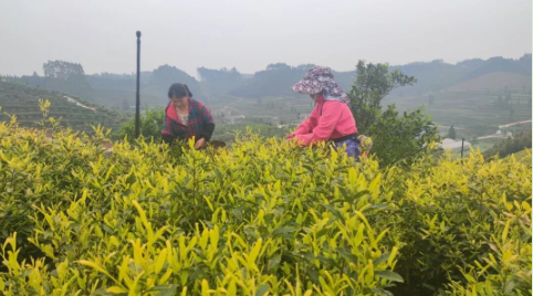 关于“金叶”铺就夹江茶农共富路的最新消息(2)