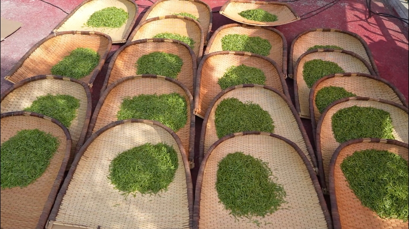 关于第三届“汉中仙毫”手工制茶技能大赛成功举办的信息(1)