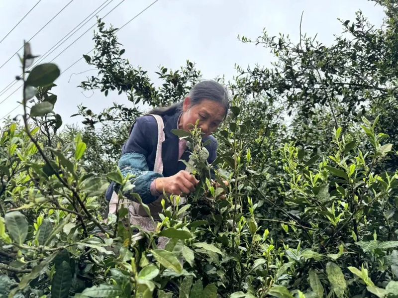 关于金沙县“头春”古茶树开采 订单模式供不应求的内容(1)