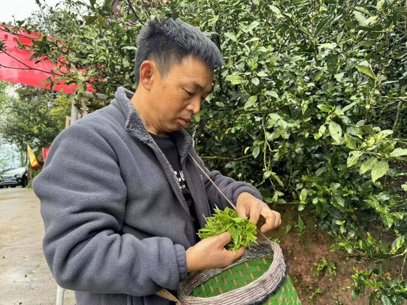 关于金沙县“头春”古茶树开采 订单模式供不应求的内容(3)