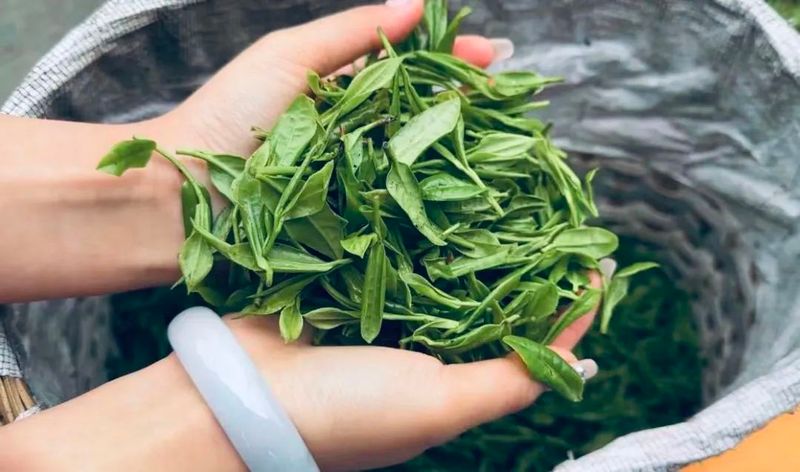 关于金沙县“头春”古茶树开采 订单模式供不应求的内容(4)