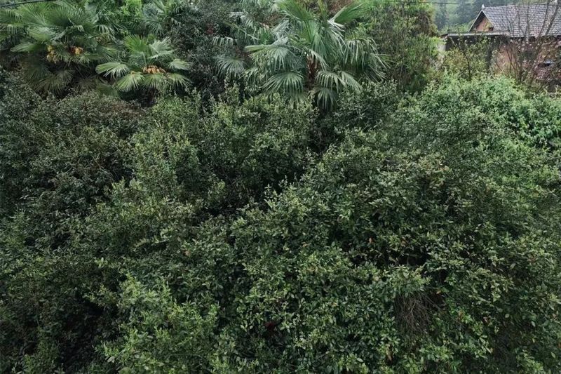 关于金沙县“头春”古茶树开采 订单模式供不应求的内容