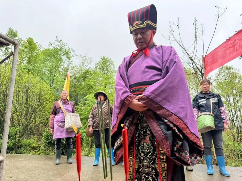 关于金沙县“头春”古茶树开采 订单模式供不应求的内容(2)