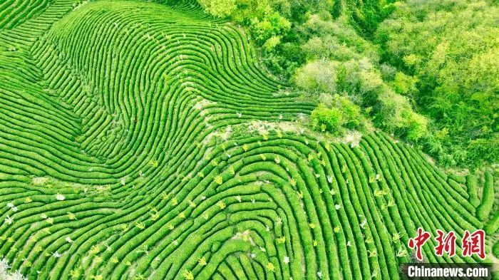 关于秦巴山野茶香弥漫 陕西勉县采茶正忙的新闻(2)