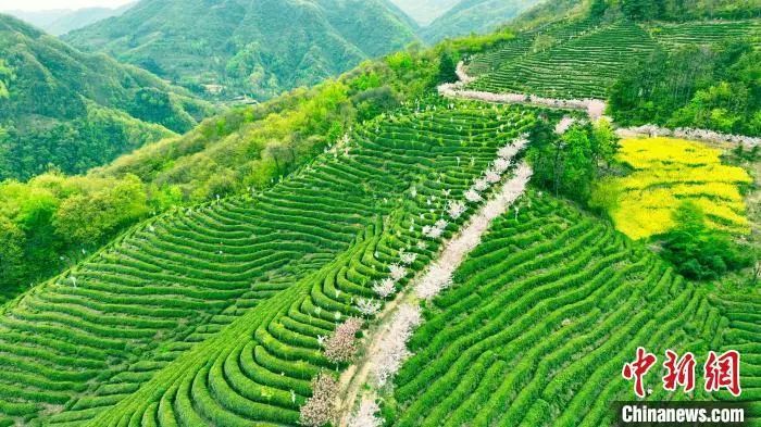 关于秦巴山野茶香弥漫 陕西勉县采茶正忙的新闻(4)
