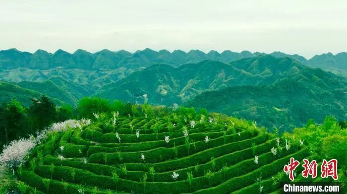 关于秦巴山野茶香弥漫 陕西勉县采茶正忙的新闻