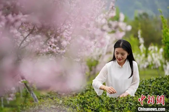 关于秦巴山野茶香弥漫 陕西勉县采茶正忙的新闻(1)