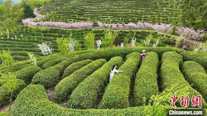 关于秦巴山野茶香弥漫 陕西勉县采茶正忙的新闻(3)