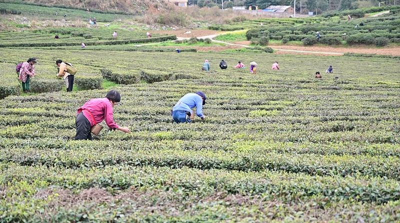 有关于产销两旺！都匀毛尖抢“鲜”赶制中……的相关内容