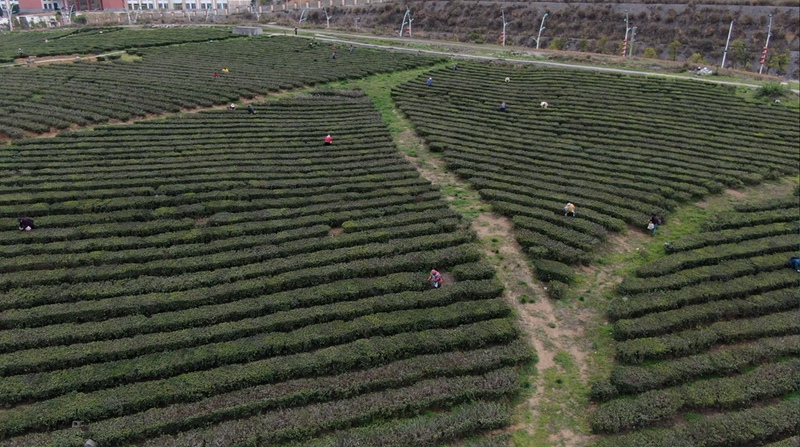 有关于产销两旺！都匀毛尖抢“鲜”赶制中……的相关内容(1)