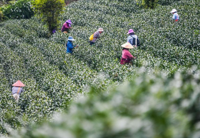 有关于永州江华：7.2万亩茶园迎来春茶采摘期的消息