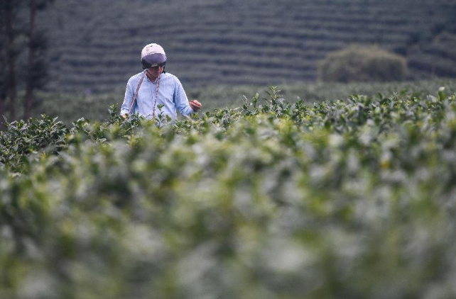 有关于永州江华：7.2万亩茶园迎来春茶采摘期的消息(1)