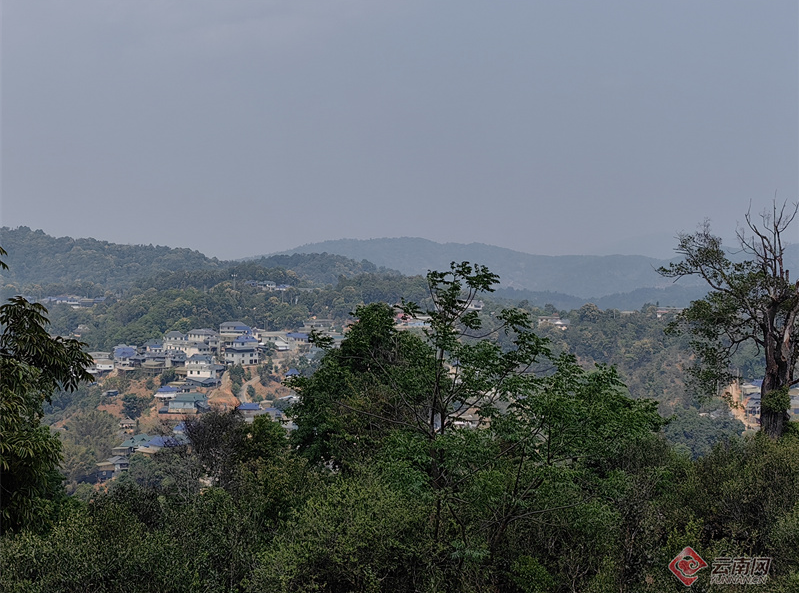 有关于从“小叶”到“大业”云南勐海乡村因茶而兴的新闻(1)