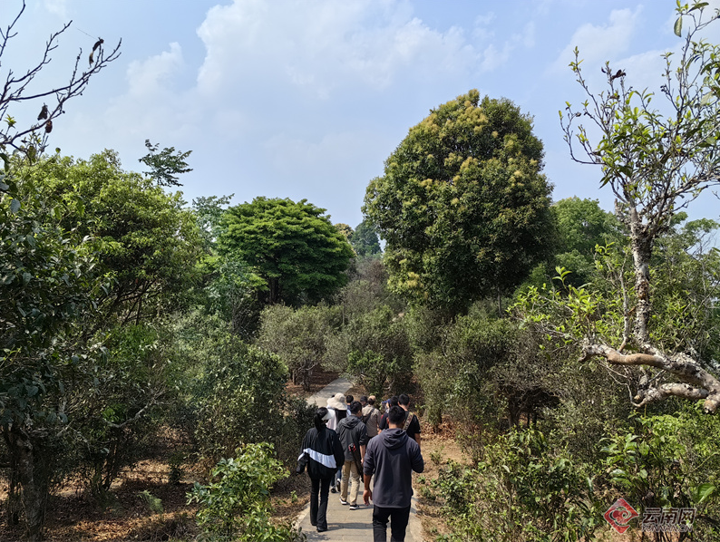 有关于从“小叶”到“大业”云南勐海乡村因茶而兴的新闻(4)