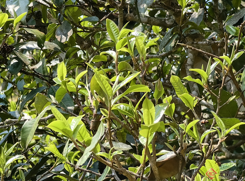 有关于从“小叶”到“大业”云南勐海乡村因茶而兴的新闻(2)