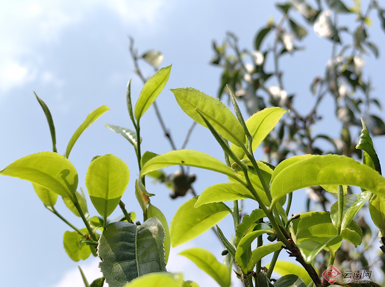 有关于从“小叶”到“大业”云南勐海乡村因茶而兴的新闻