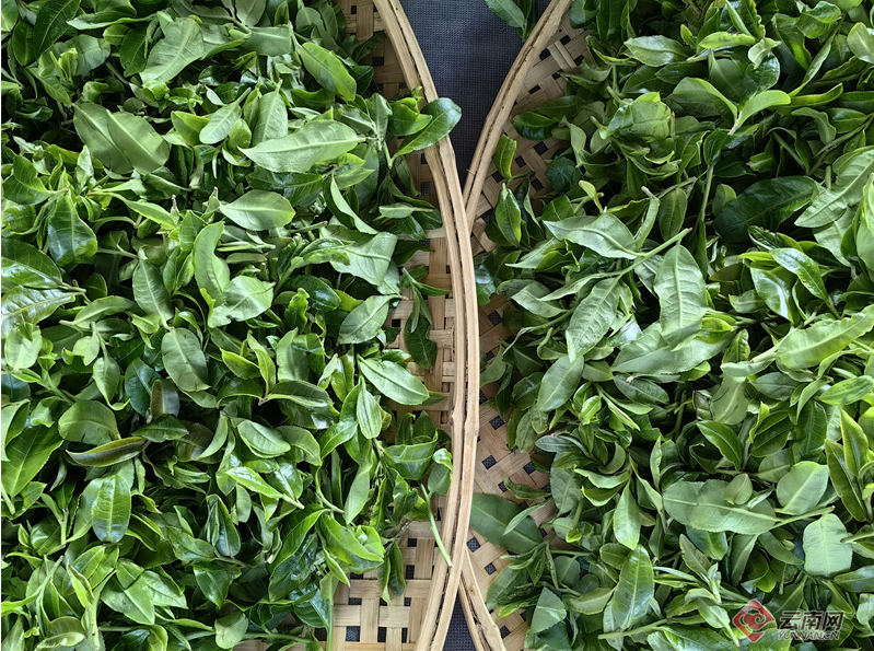 有关于从“小叶”到“大业”云南勐海乡村因茶而兴的新闻(5)