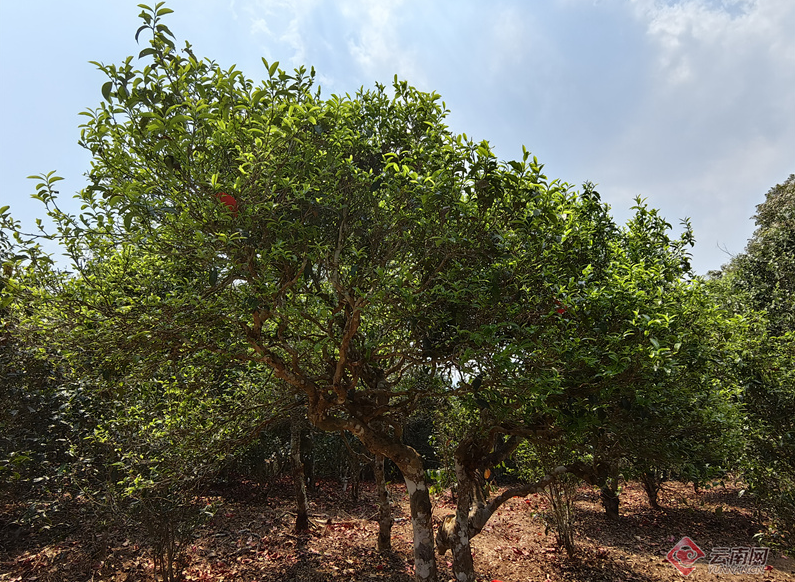 有关于从“小叶”到“大业”云南勐海乡村因茶而兴的新闻(3)