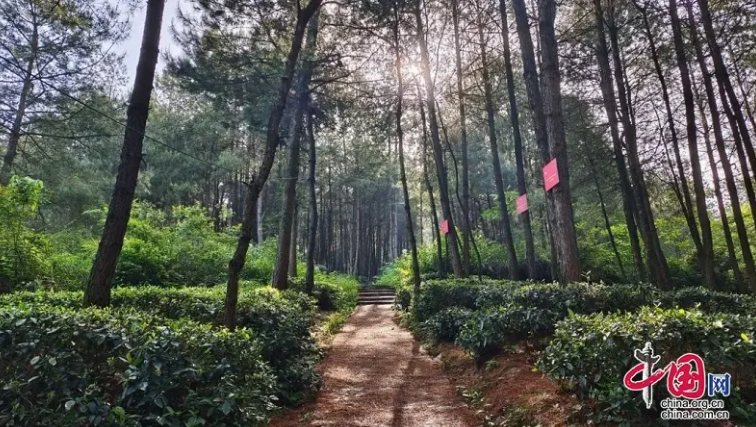 有关于广安前锋区“茶”找致富密码的信息(1)