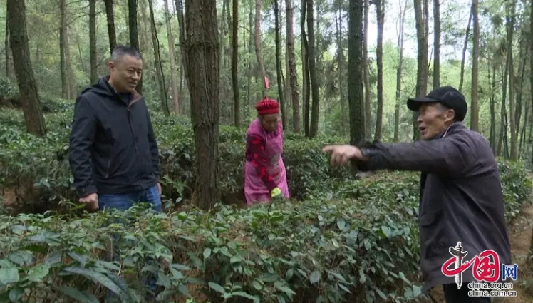 有关于广安前锋区“茶”找致富密码的信息(2)