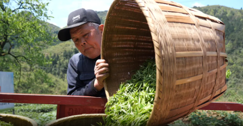关于桑植县春茶上新采摘忙 助农增收产业旺的内容(2)