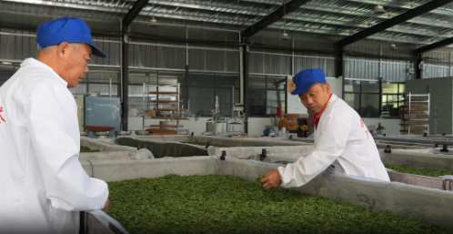 关于桑植县春茶上新采摘忙 助农增收产业旺的内容(5)