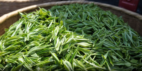 关于桑植县春茶上新采摘忙 助农增收产业旺的内容(3)