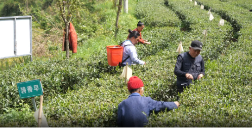 关于桑植县春茶上新采摘忙 助农增收产业旺的内容(1)