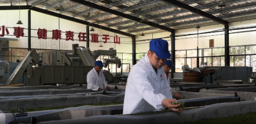 关于桑植县春茶上新采摘忙 助农增收产业旺的内容(4)