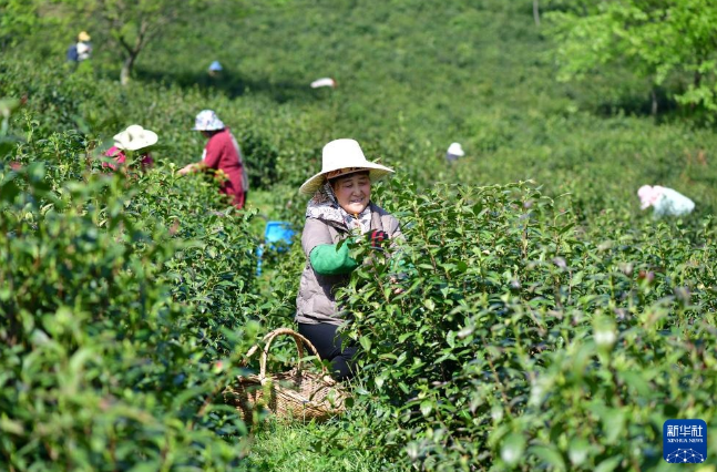 有关于安徽肥西：春日采茶忙的消息