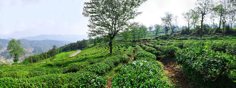 关于无量山藏茶谷：茶伴花香春无限 高山茶香飘四方的内容
