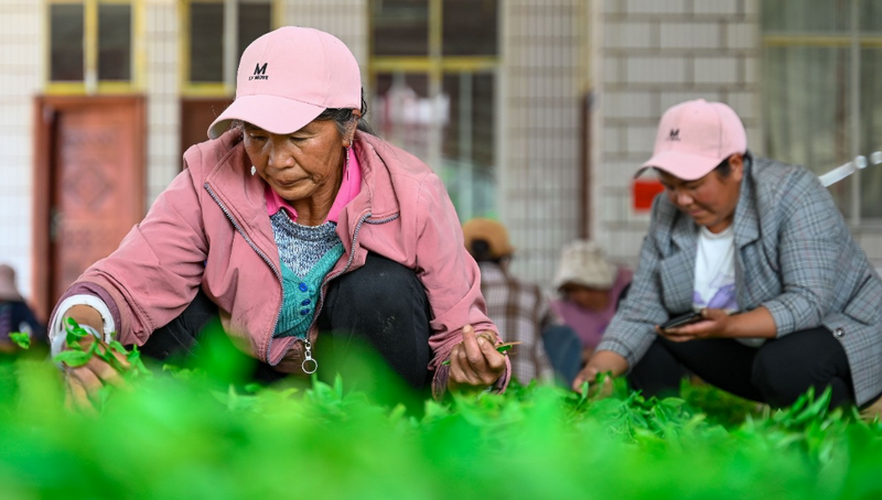 关于无量山藏茶谷：茶伴花香春无限 高山茶香飘四方的内容(5)