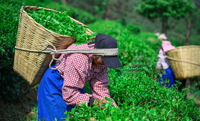 关于无量山藏茶谷：茶伴花香春无限 高山茶香飘四方的内容(4)
