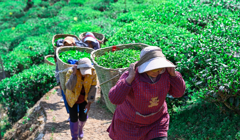 关于无量山藏茶谷：茶伴花香春无限 高山茶香飘四方的内容(1)