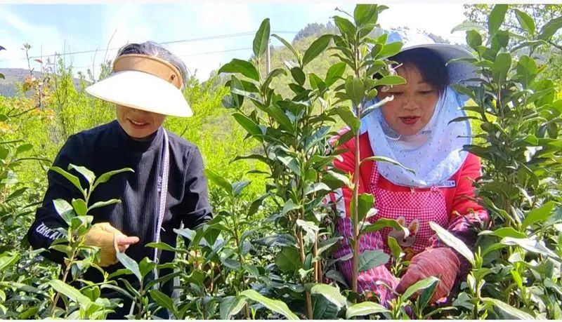 有关于岳西县来榜镇：春风十里茶飘香的内容