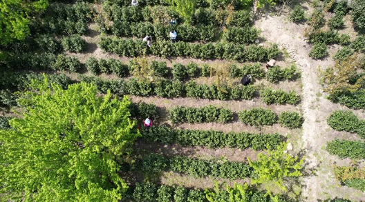有关于岳西县来榜镇：春风十里茶飘香的内容(3)