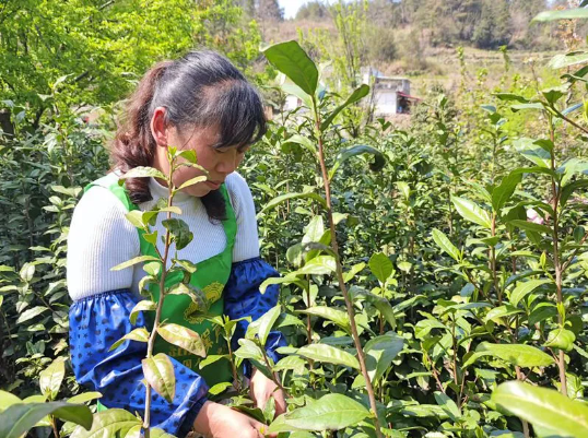 有关于岳西县来榜镇：春风十里茶飘香的内容(2)