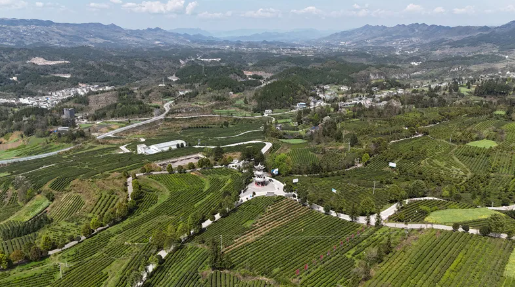 有关于石阡：“大数据+”助力茶产业高质量发展的消息(2)