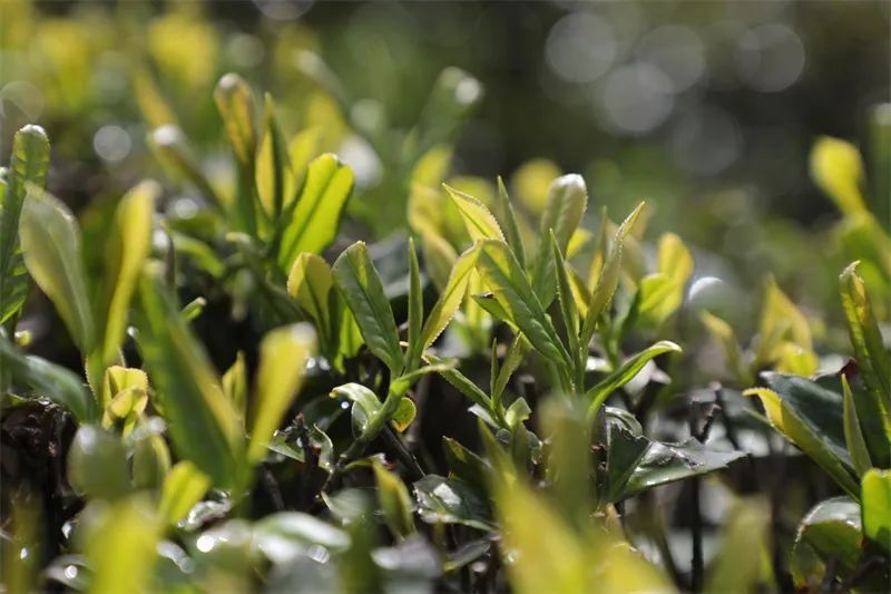 有关于石阡：“大数据+”助力茶产业高质量发展的消息(1)