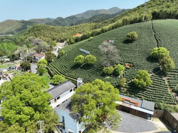 关于春到余村 茶园吐新的信息(17)