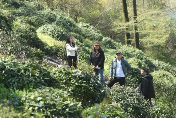 关于春到余村 茶园吐新的信息(10)