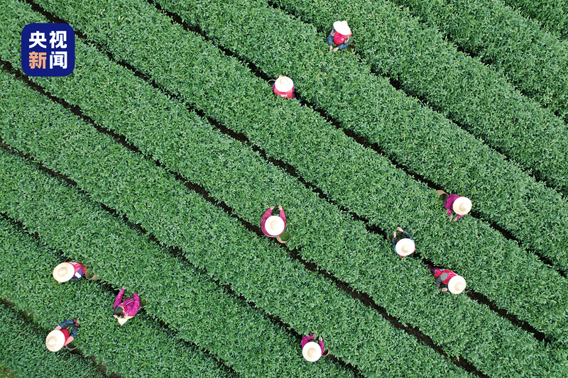 关于央视新闻：原来，这就是春茶中的极品啊的内容(2)