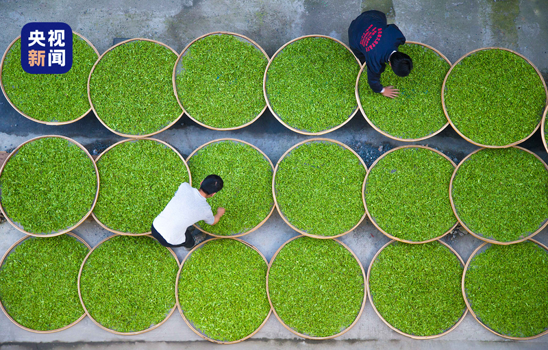 关于央视新闻：原来，这就是春茶中的极品啊的内容(3)